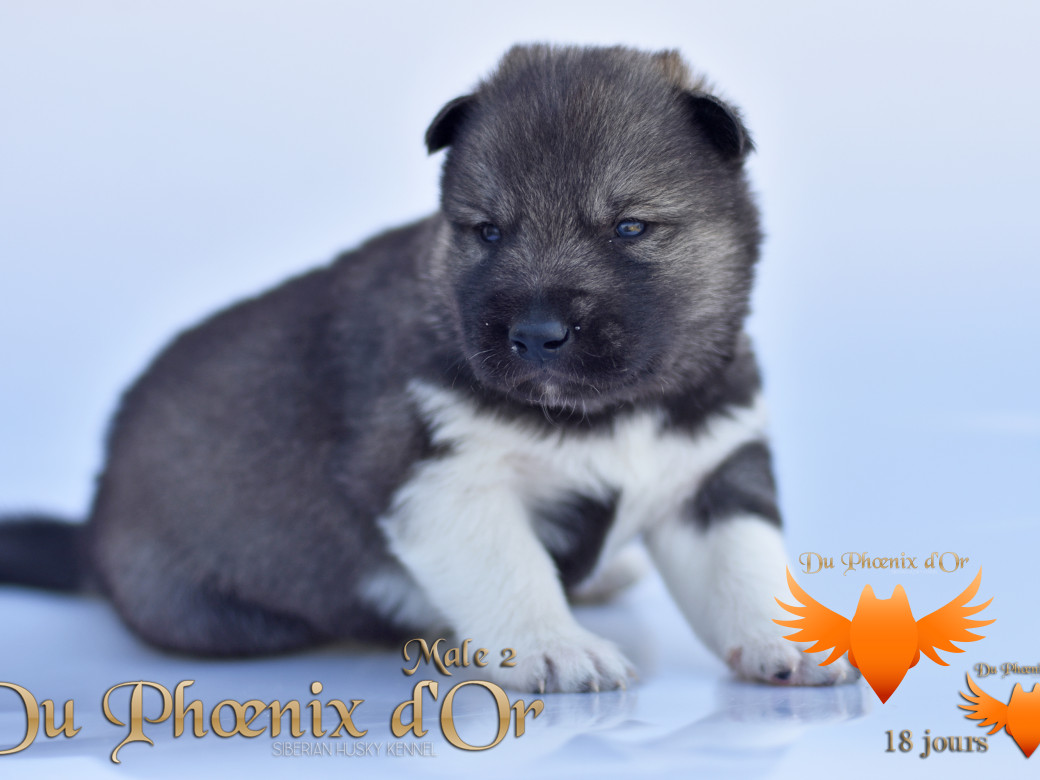 Picture of Vegas 'stars du Phoenix d'or - Moon & Shiiro