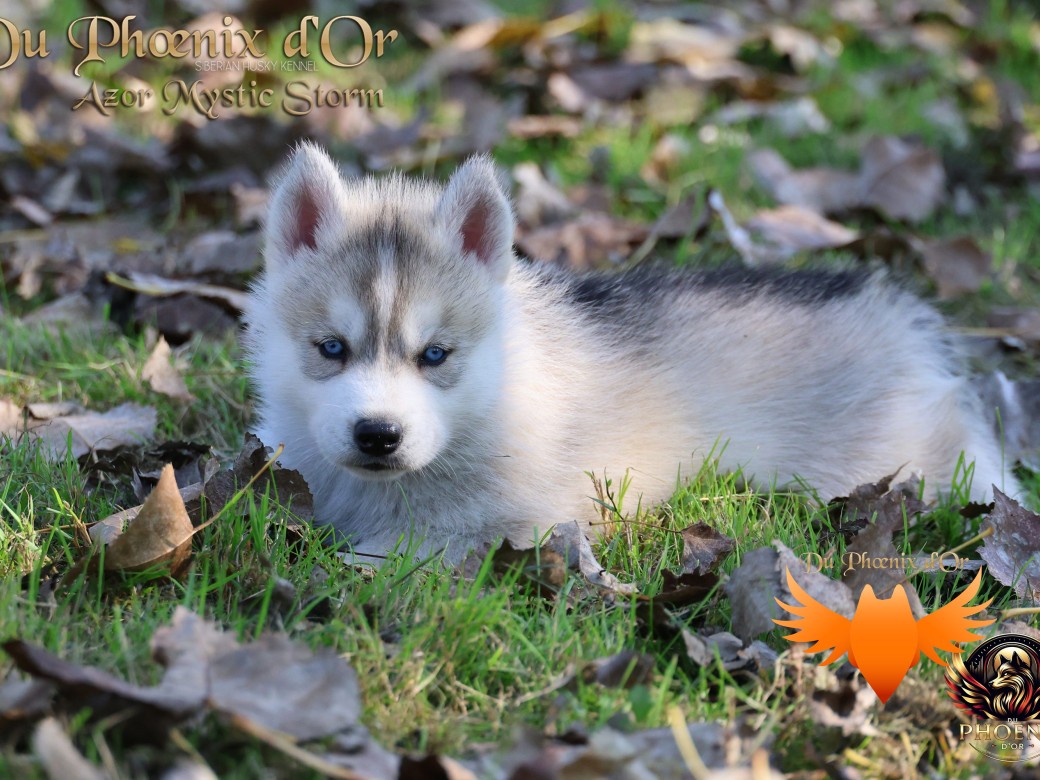 Photo 12 de Mâle 3 - Twilight x Yoshi (Août 2025)