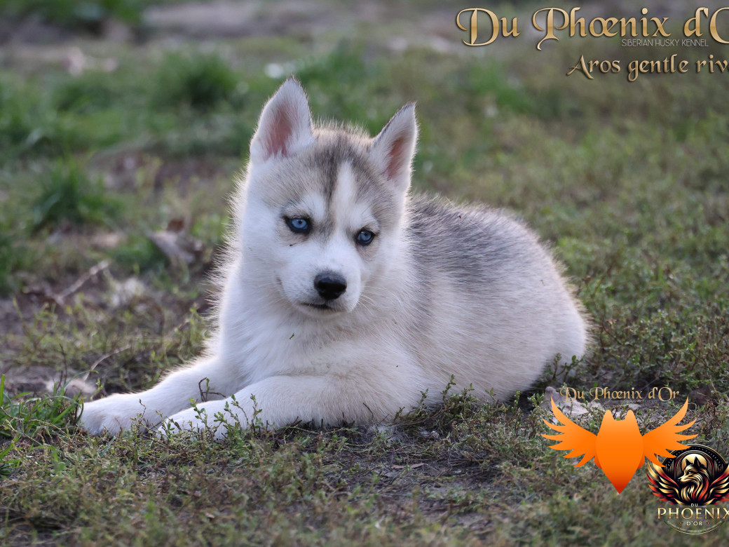 Photo 9 de Mâle 4 - Twilight x Yoshi (Août 2025)
