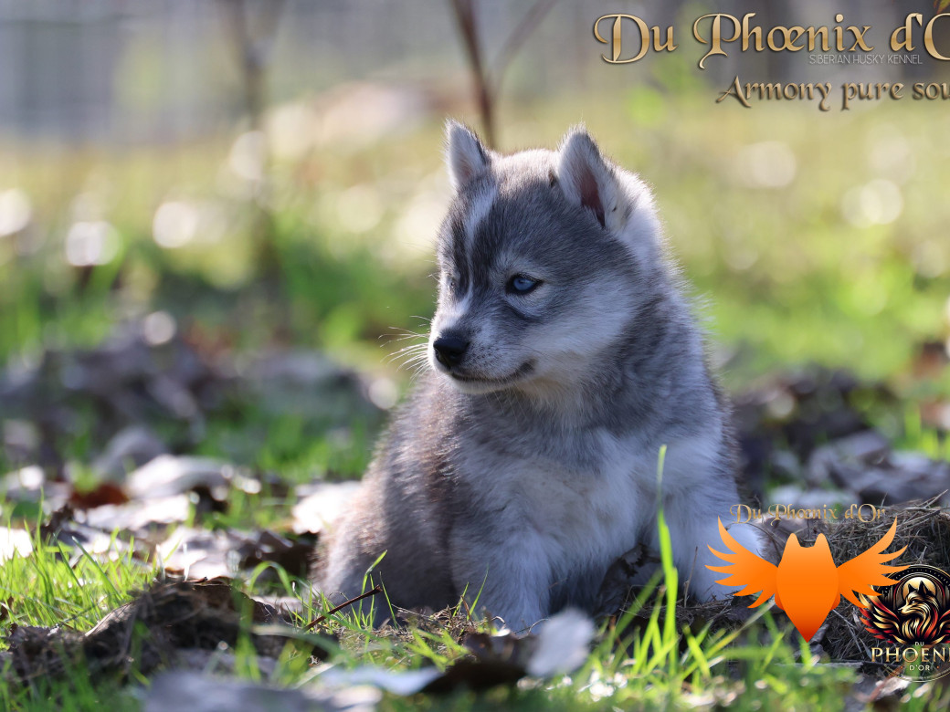 Photo 7 de Femelle 3 - Sweetie x Toruk (Septembre 2025)