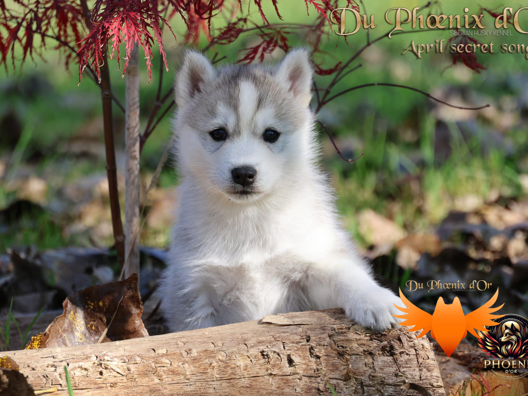 Photo 23 de Femelle 2 - Sweetie x Toruk (Septembre 2025)