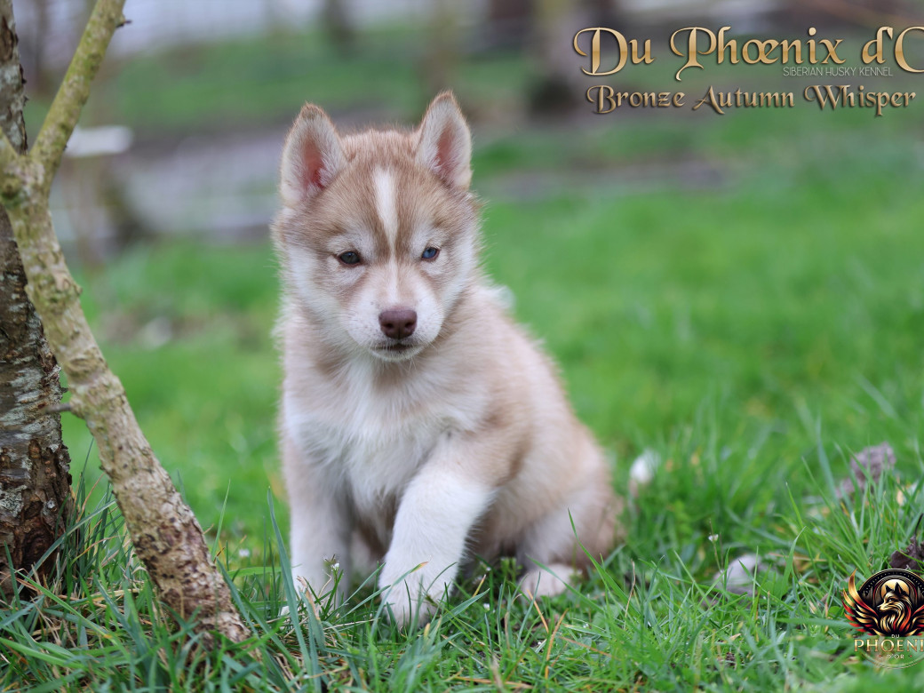 Photo 15 de Femelle 3 - Pandora x Moky (Janvier 2026)