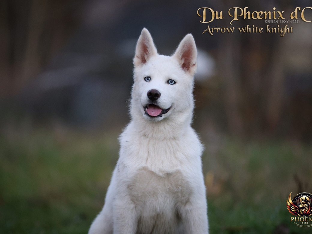 Photo 6 de Mâle 2 - Twilight x Yoshi (Août 2025)