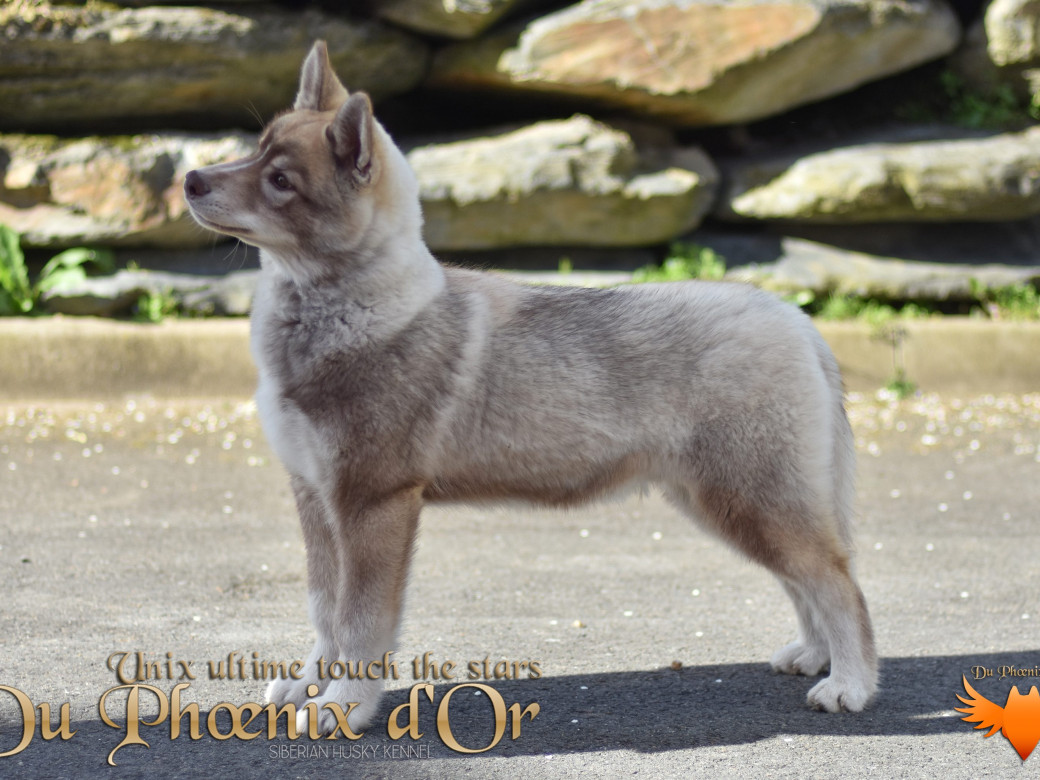 Photo 65 de Unix ultime touch the stars Du Phoenix D'Or