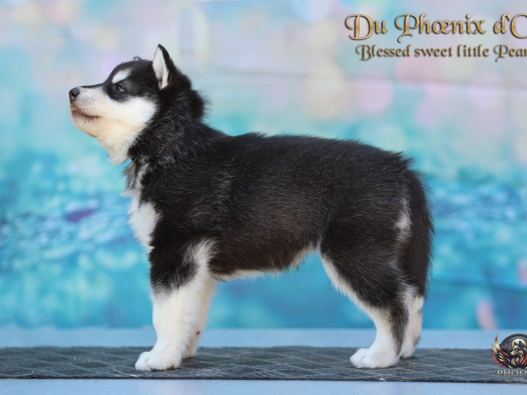 Photo 7 de Femelle 2 - Serena x Ragnar (Février 2026)