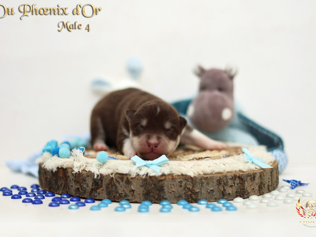 Picture of Mâle 4 - Moon x Ultra (Mars 2026)