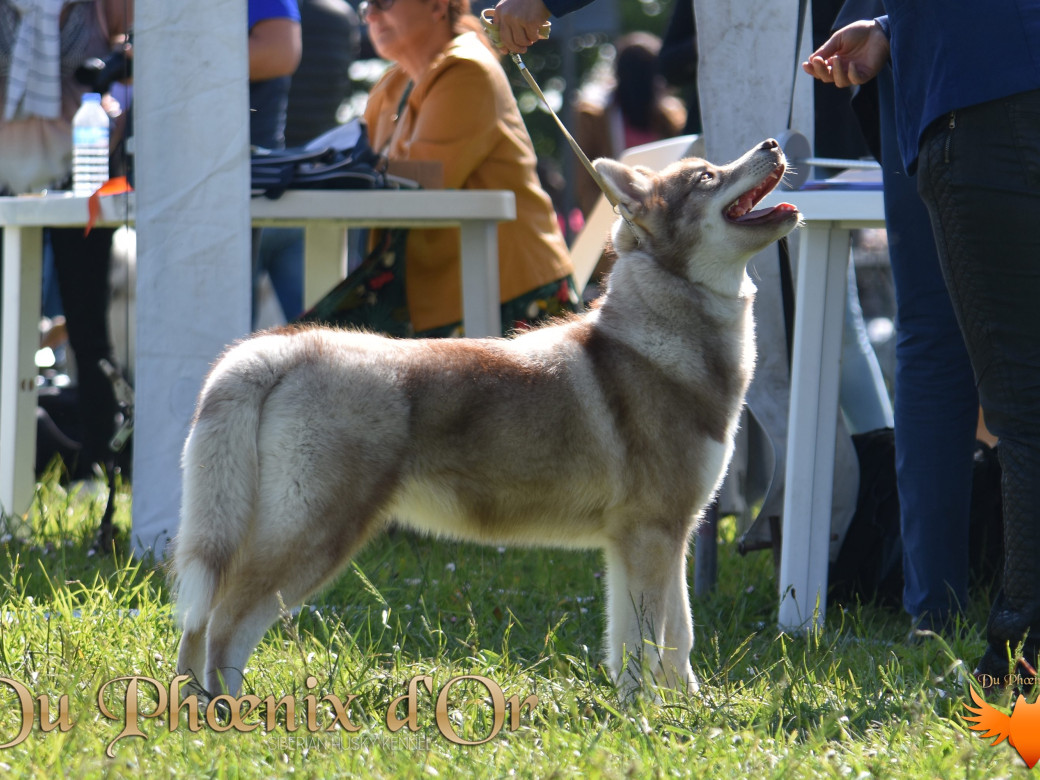 Photo 50 de Unix ultime touch the stars Du Phoenix D'Or