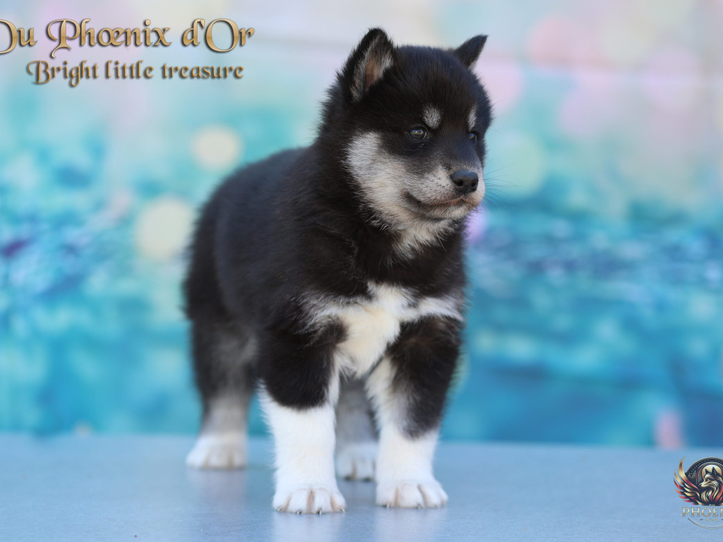 Photo 13 de Femelle 1 - Serena x Ragnar (Février 2026)