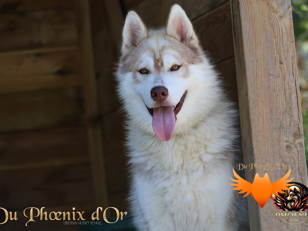 Photo 11 de Viking leader's pack - Portée Serena et Moky