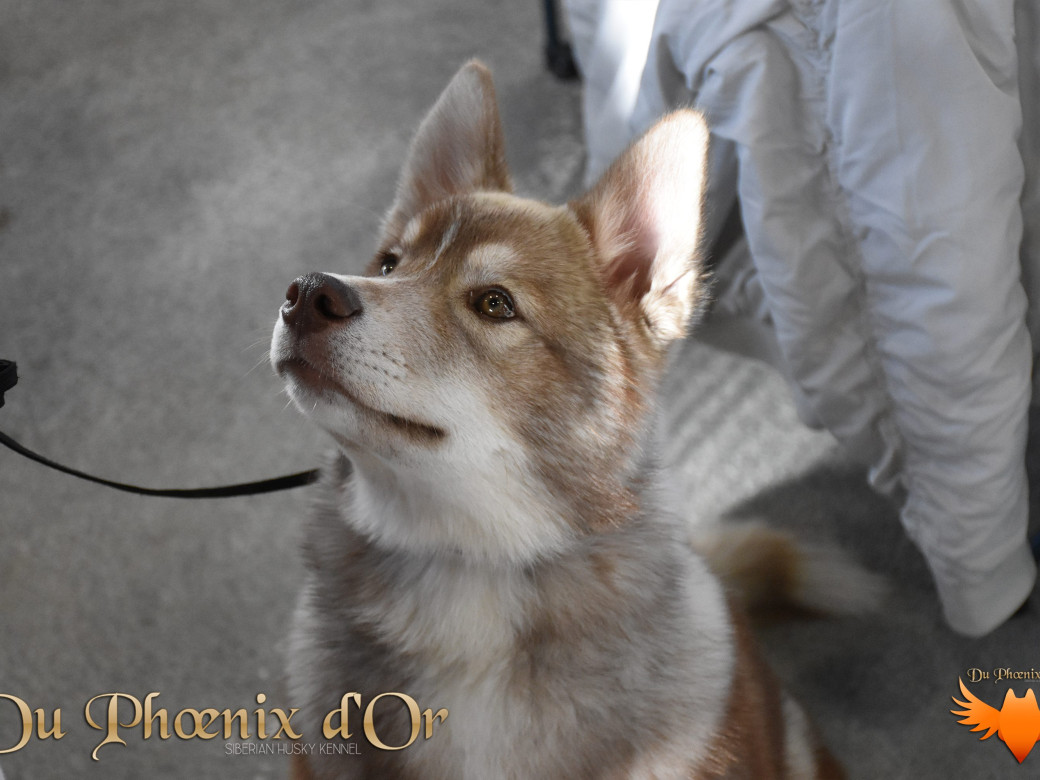 Photo 53 de Unix ultime touch the stars Du Phoenix D'Or