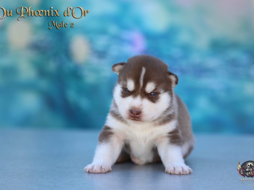 Photo 3 de Mâle 2 - Moon x Ultra (Mars 2026)