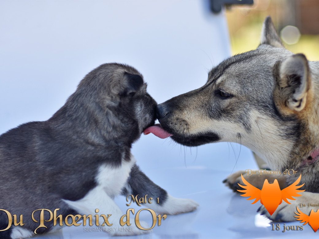 Picture of Vulcan du Phoenix d'or - Moon & Shiiro