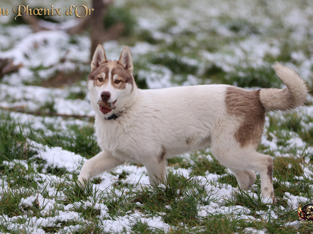 Photo 9 de Mâle 1 - Taïga x Ultra (Août 2025)