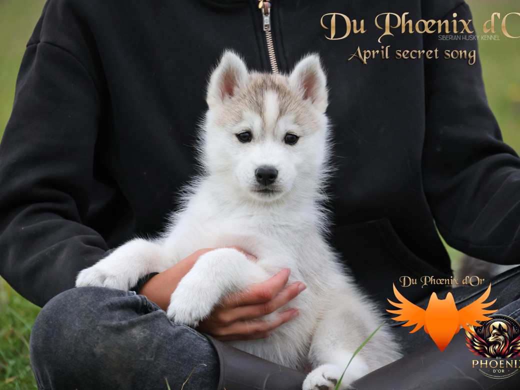 Photo 14 de Femelle 2 - Sweetie x Toruk (Septembre 2025)