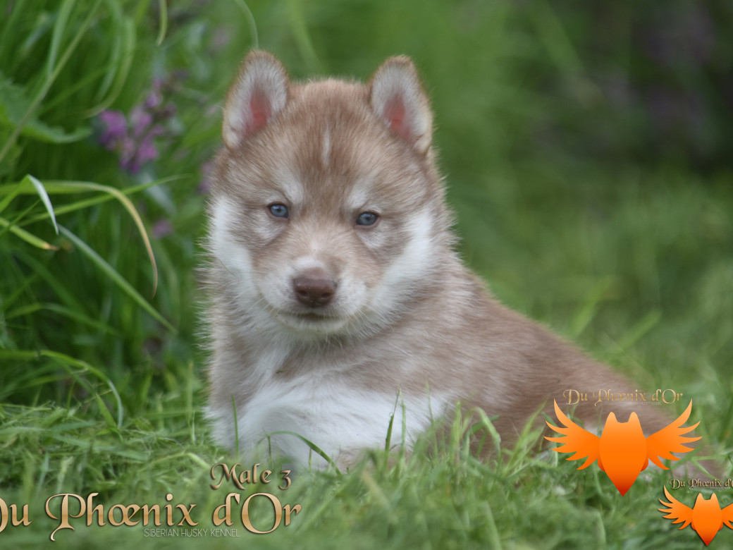Picture of Veasley magic red du Phoenix d'or - Moon & Shiiro