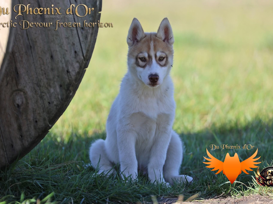 Photo 38 de Mâle 1 - Taïga x Ultra (Août 2025)