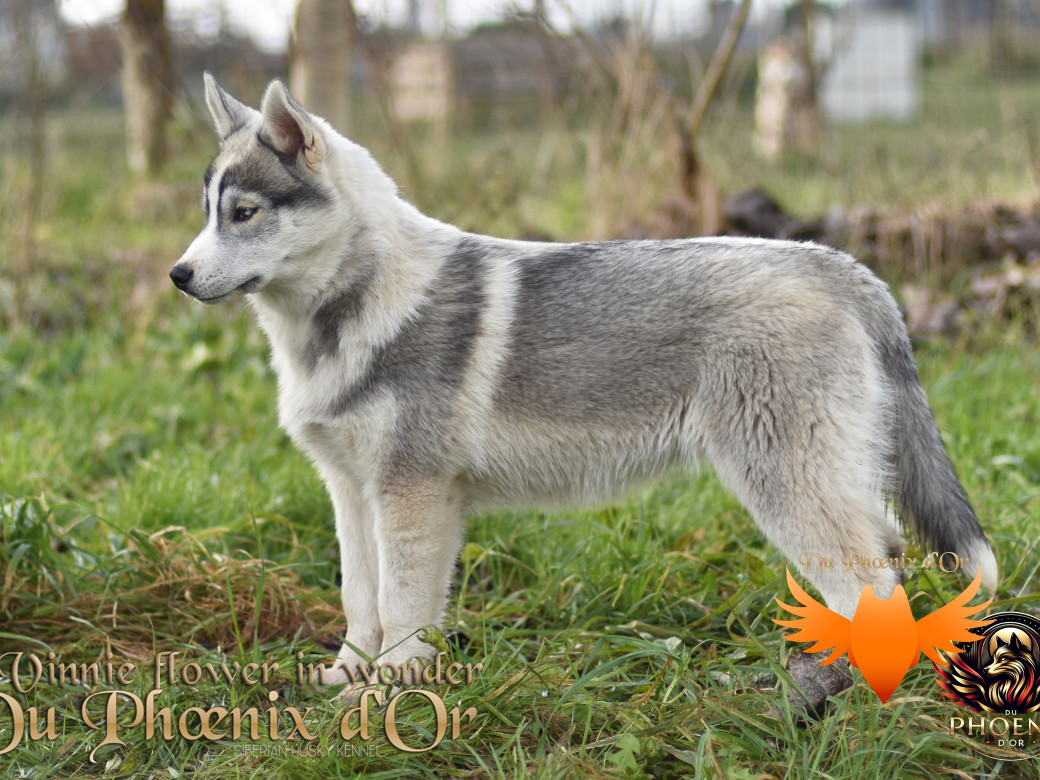 Picture of Vinnie flower in wonder du Phoenix d'or - Ruruk