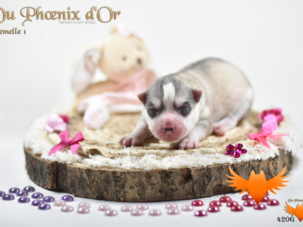 Picture of Unlock the way to love du Phoenix d'or