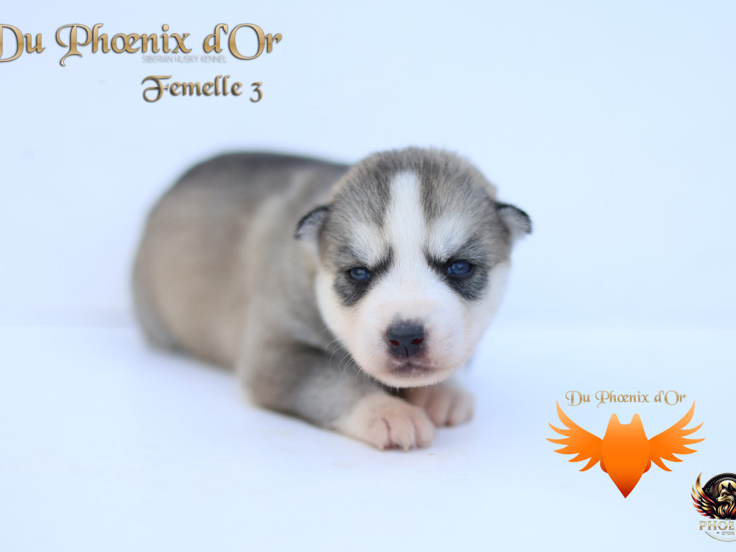 Photo 19 de Femelle 3 - Twilight x Yoshi (Août 2025)