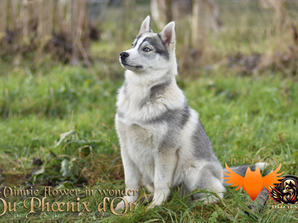 Picture of Vinnie flower in wonder du Phoenix d'or - Ruruk
