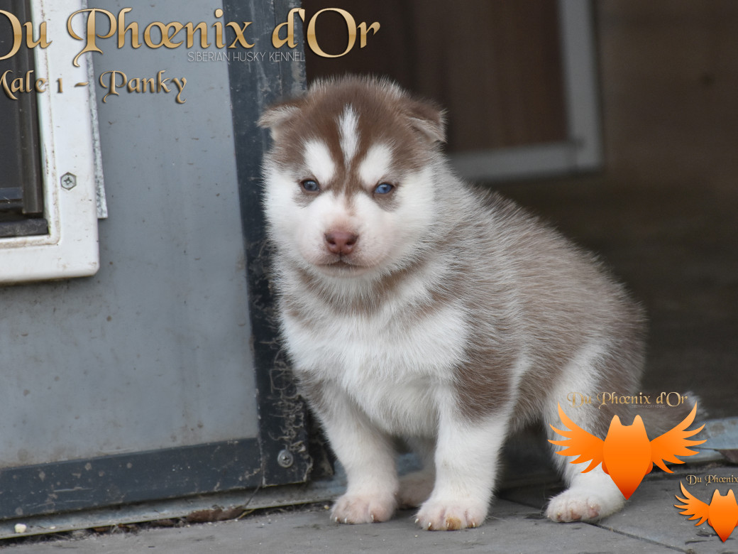Picture of Unfinity milk chocolate du Phoenix d'or