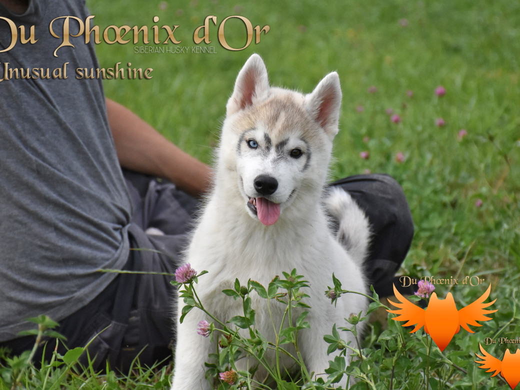 Picture of Unusual Sunshine du Phoenix d'or
