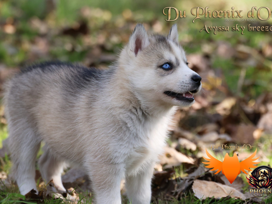 Photo 4 de Femelle 3 - Twilight x Yoshi (Août 2025)