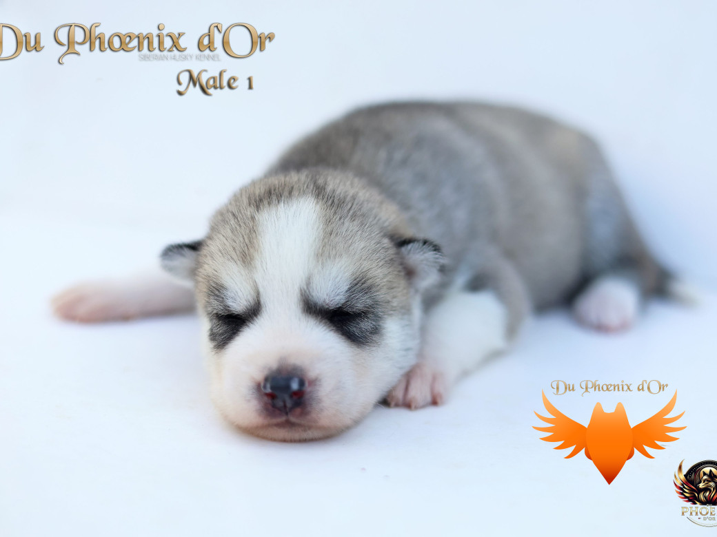 Photo 20 de Mâle 1 - Twilight x Yoshi (Août 2025)