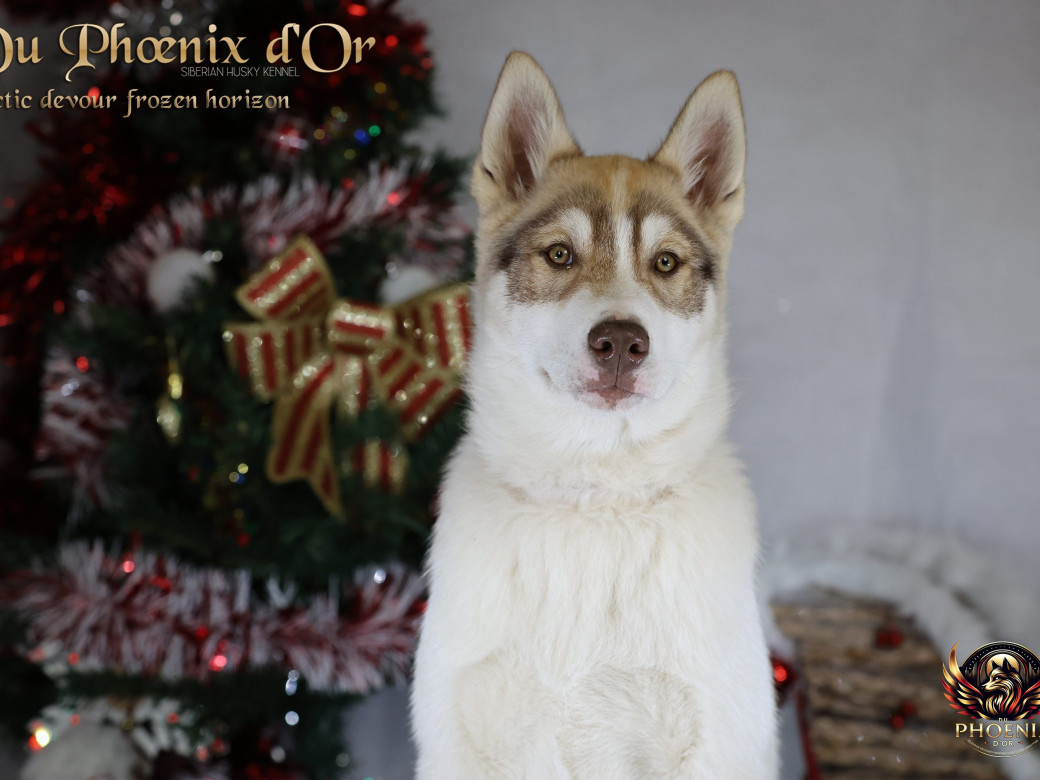 Photo 15 de Mâle 1 - Taïga x Ultra (Août 2025)