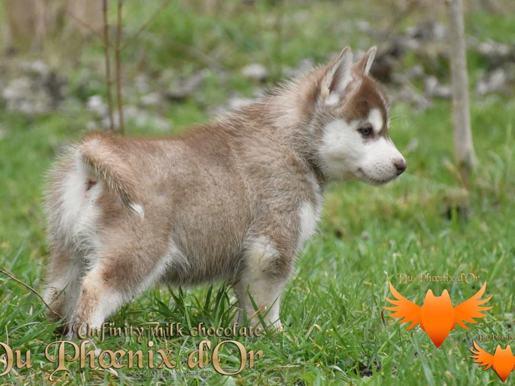 Picture of Unfinity milk chocolate du Phoenix d'or