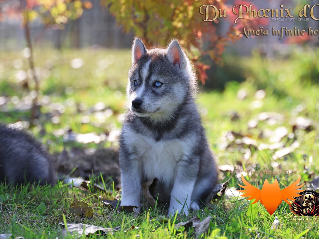 Photo 4 de Femelle 1 - Sweetie x Toruk (Septembre 2025)