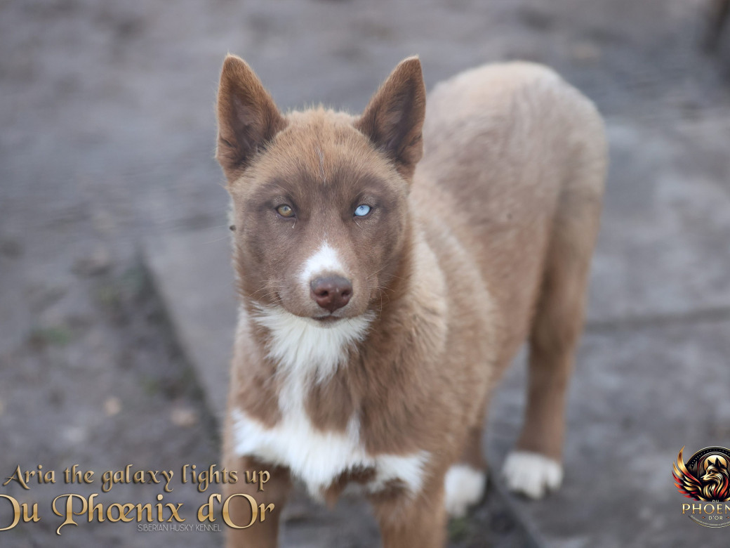 Photo 12 de Femelle 4 - Taïga x Ultra (Août 2025)