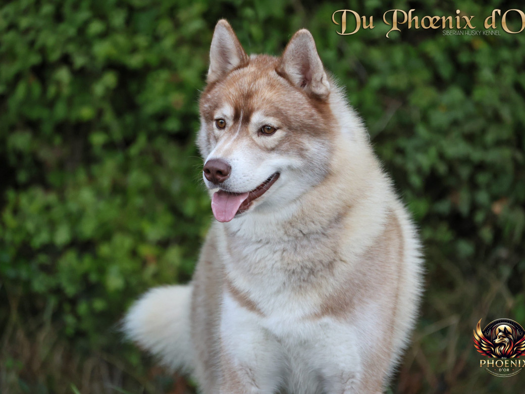 Photo 2 de Unix ultime touch the stars Du Phoenix D'Or