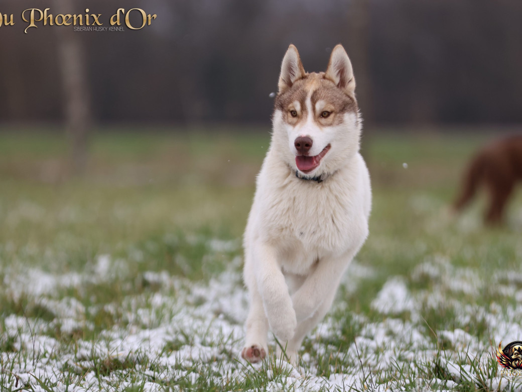 Photo 11 de Mâle 1 - Taïga x Ultra (Août 2025)