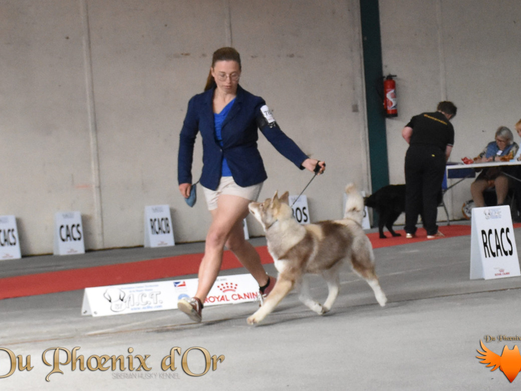 Photo 44 de Unix ultime touch the stars Du Phoenix D'Or