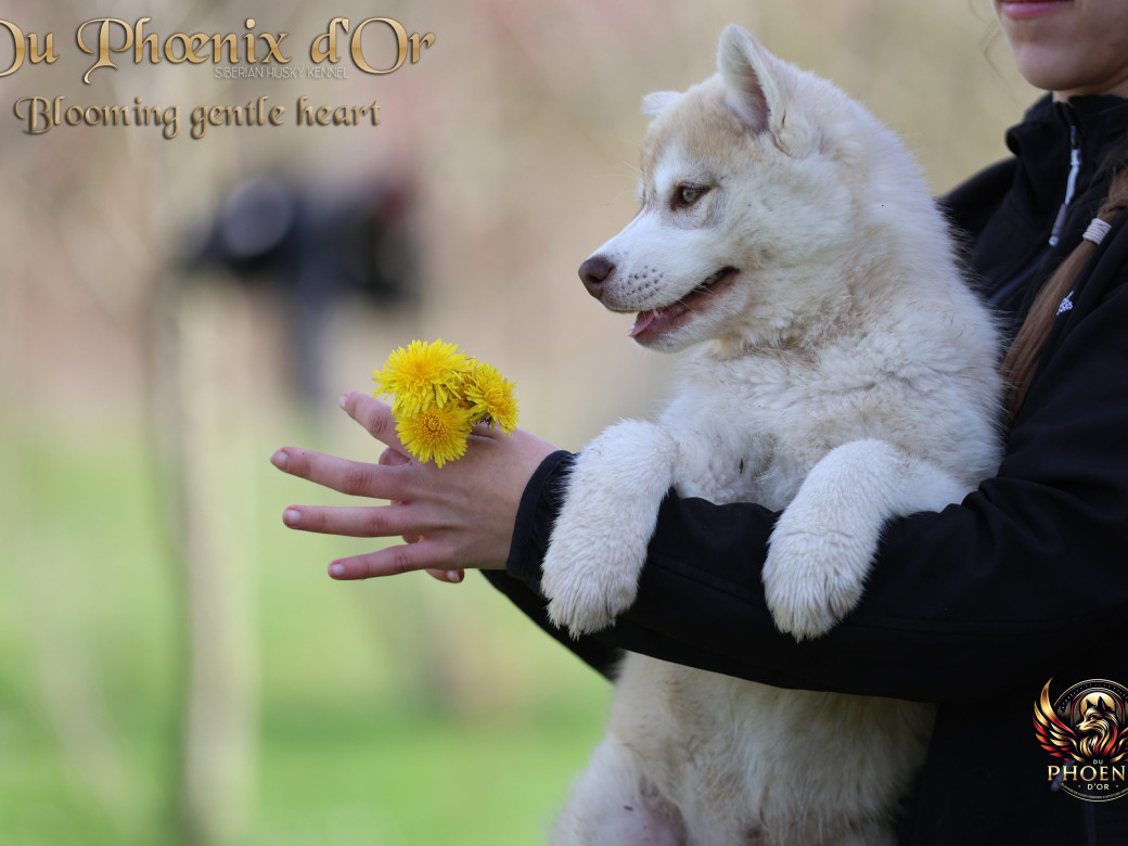 Photo 14 de Femelle 1 - Pandora x Moky (Janvier 2026)