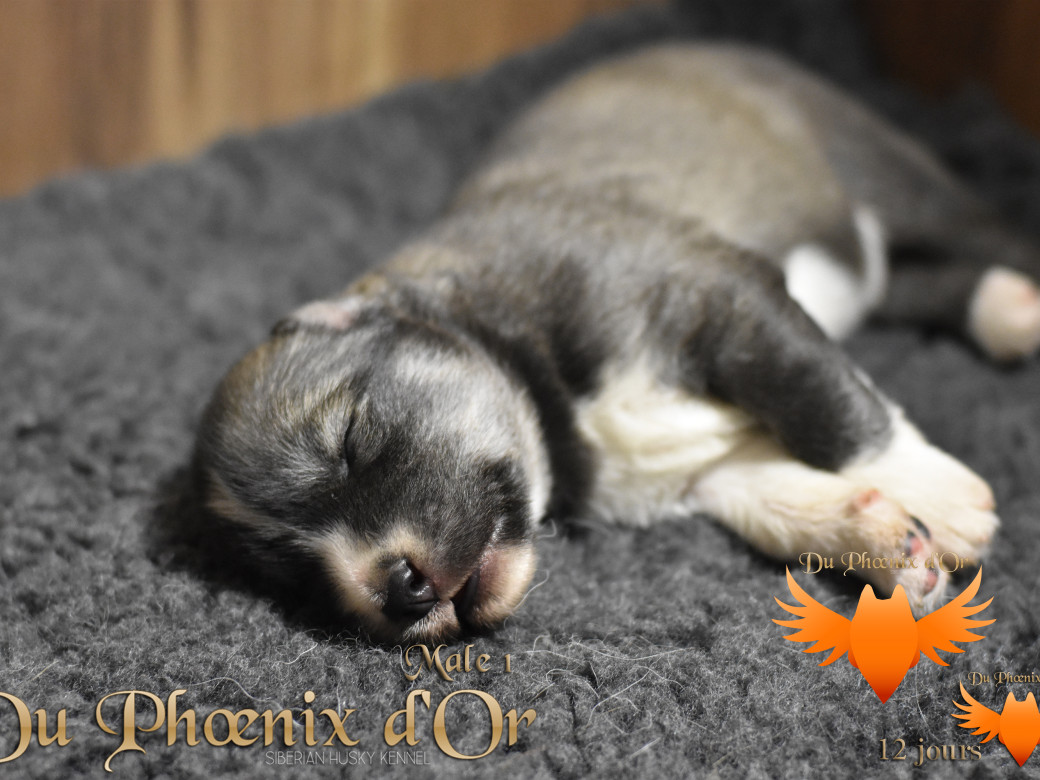 Picture of Vulcan du Phoenix d'or - Moon & Shiiro