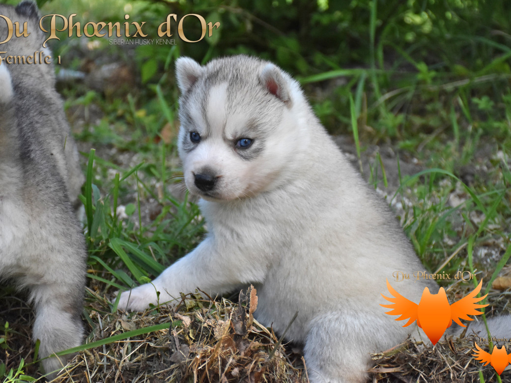 Picture of Unlock the way to love du Phoenix d'or