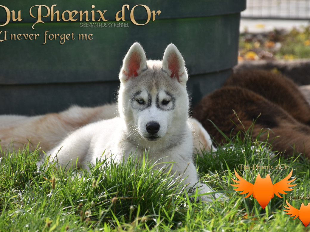 Picture of U never forget me du Phoenix d'or (Ustang)