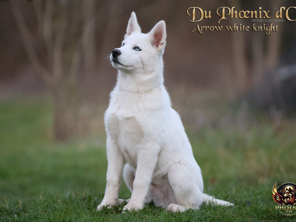 Photo 7 de Mâle 2 - Twilight x Yoshi (Août 2025)