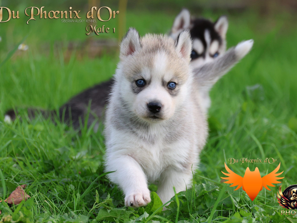 Photo 12 de Mâle 1 - Twilight x Yoshi (Août 2025)