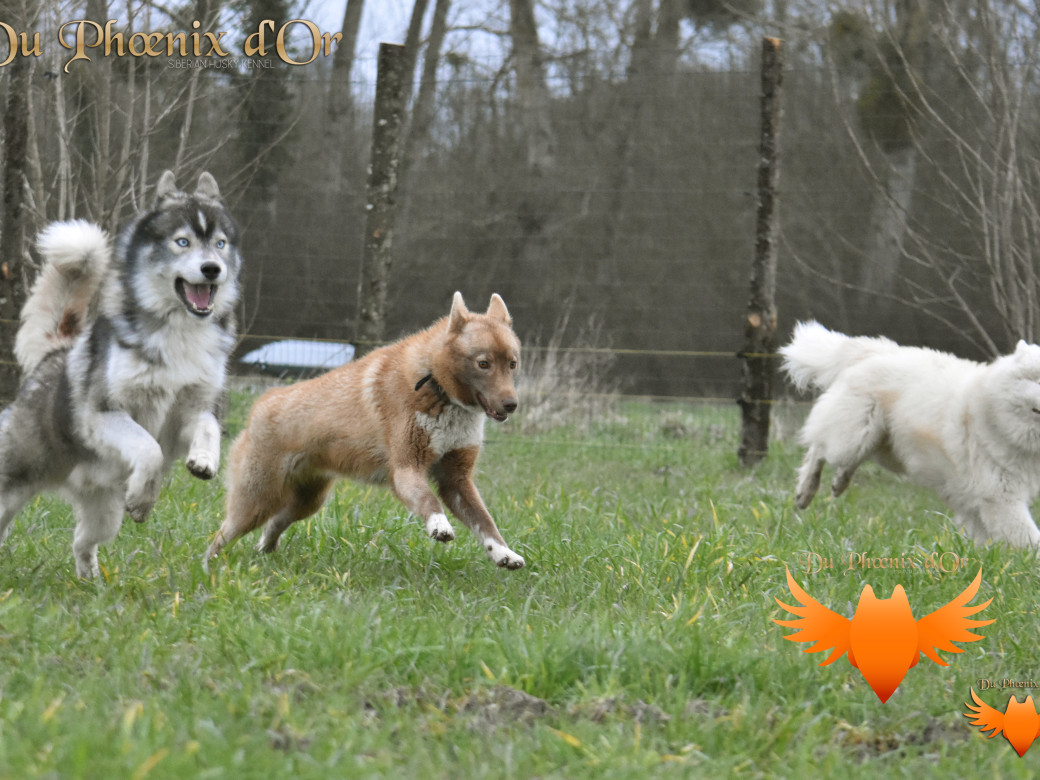 Picture of Shiiro Hokori du Phoenix d'or