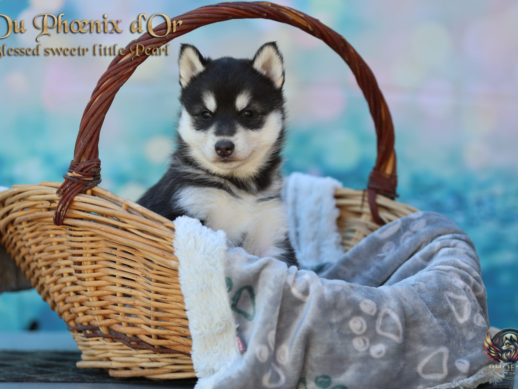 Photo 8 de Femelle 2 - Serena x Ragnar (Février 2026)