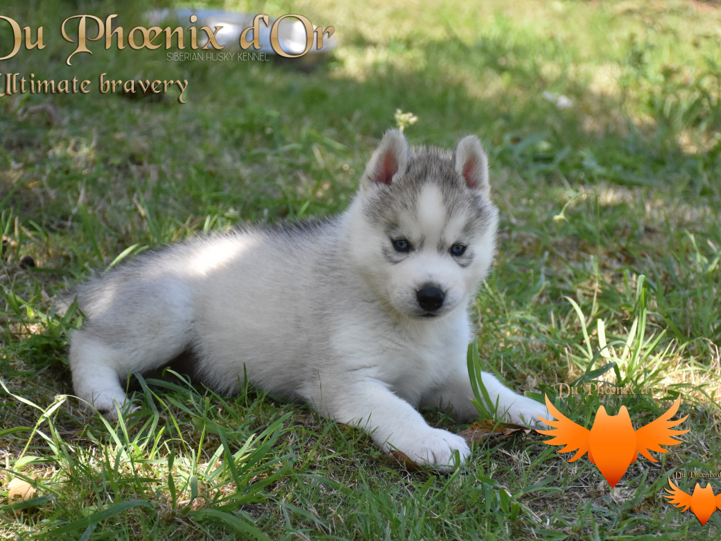 Picture of U travel to the best aventure du Phoenix d'or
