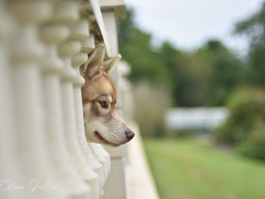 Photo 24 de Unix ultime touch the stars Du Phoenix D'Or