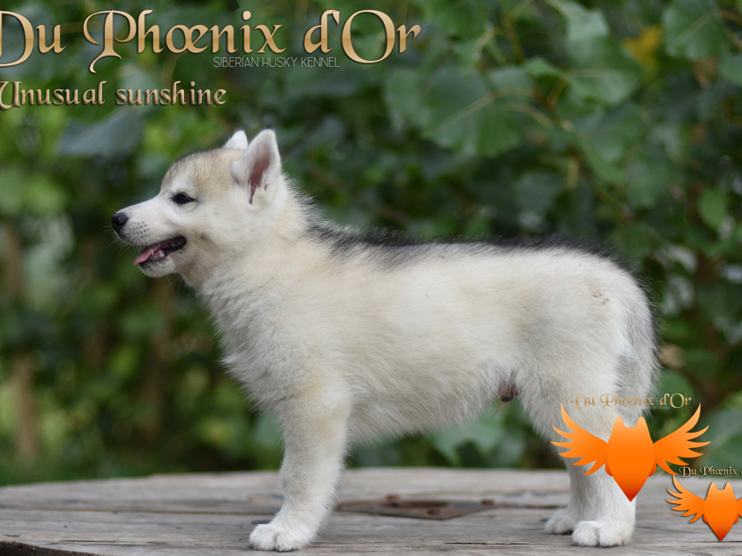 Picture of Unusual Sunshine du Phoenix d'or