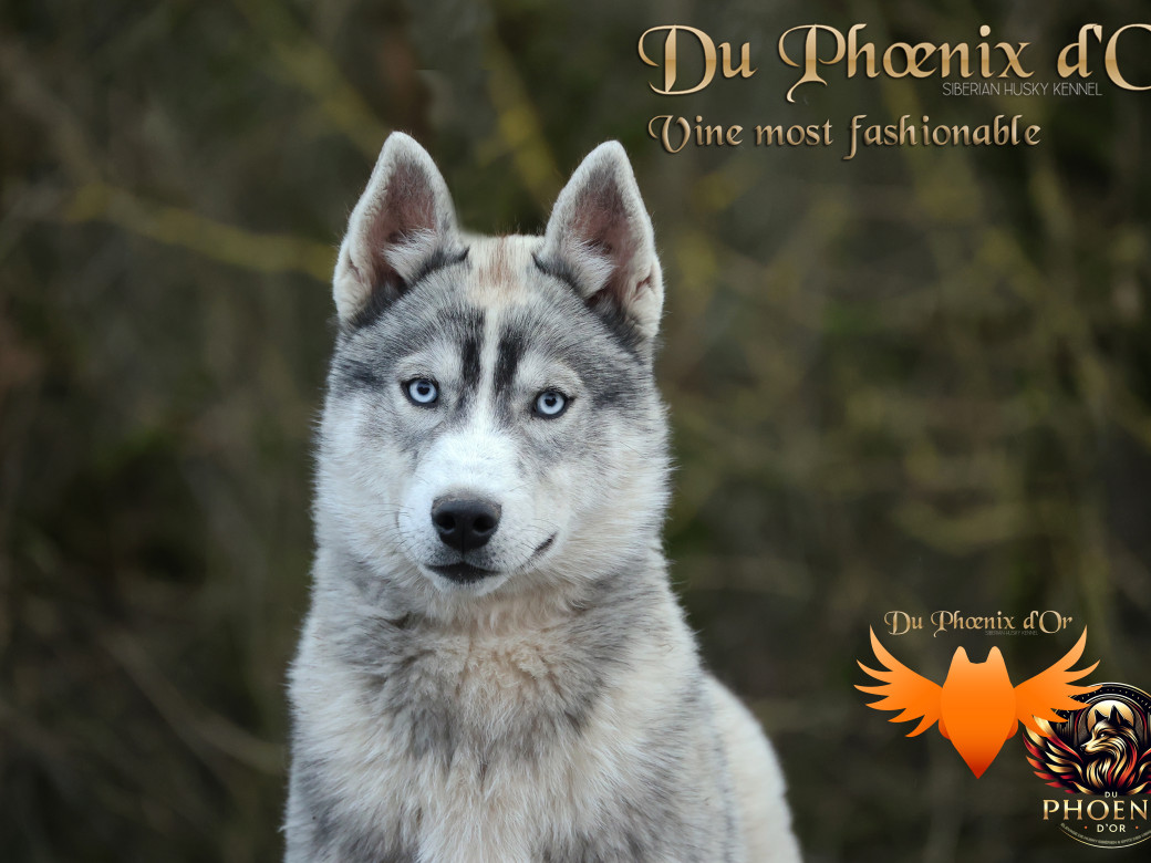 Vine most fashionable du Phoenix d'or - Taïruk