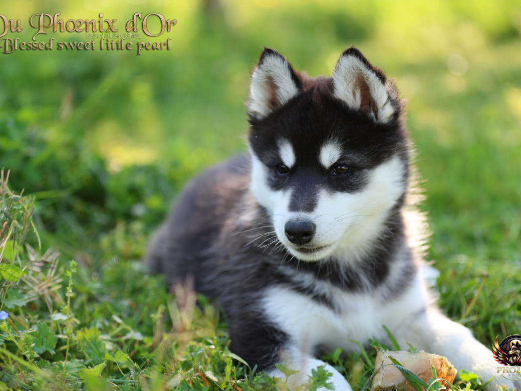 Photo 5 de Femelle 2 - Serena x Ragnar (Février 2026)