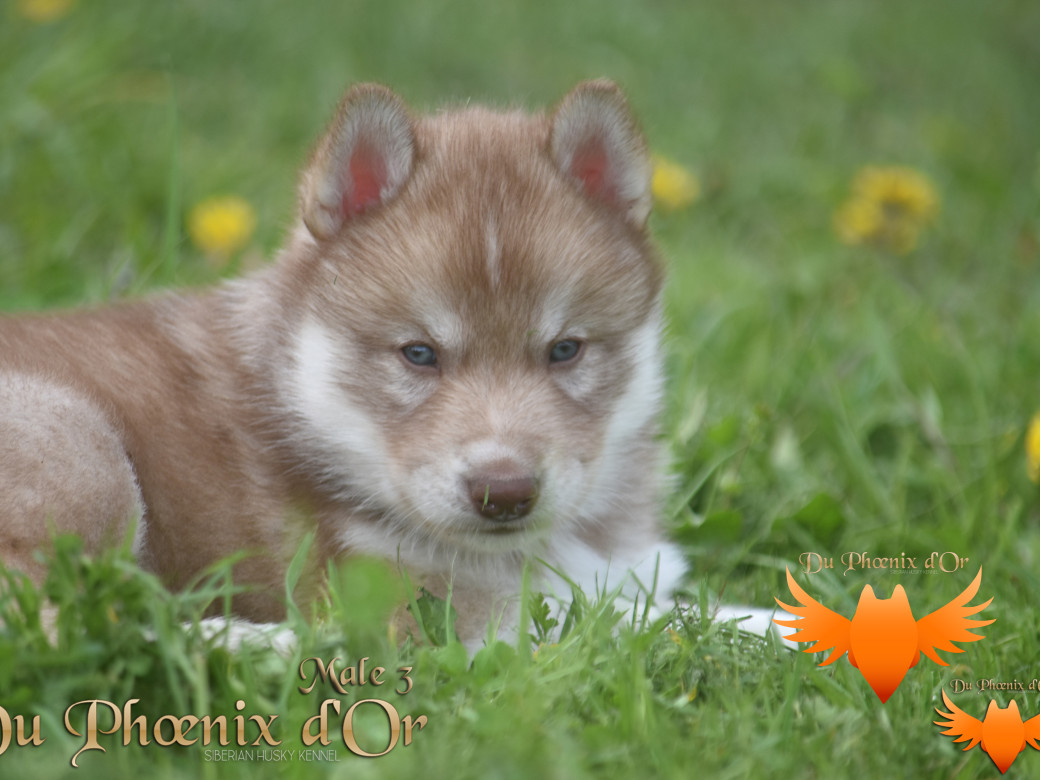 Picture of Veasley magic red du Phoenix d'or - Moon & Shiiro