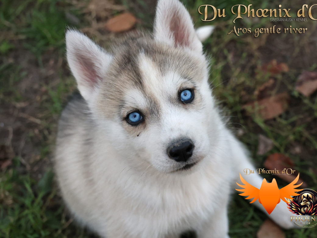 Photo 4 de Mâle 4 - Twilight x Yoshi (Août 2025)